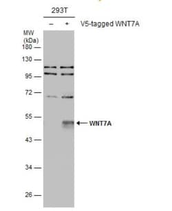 Wnt-7a Antibody, Novus Biologicals 0.1mL; Unlabeled:Antibodies, Polyclonal