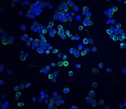 XBP1 Antibody - BSA Free, Novus Biologicals 0.025 mg | Buy Online | Novus Biologicals | Fisher Scientific