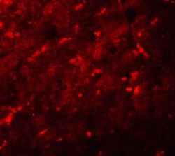 XBP1 Antibody - BSA Free, Novus Biologicals 0.025 mg | Buy Online | Novus Biologicals | Fisher Scientific