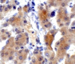 XBP1 Antibody - BSA Free, Novus Biologicals 0.025 mg | Buy Online | Novus Biologicals | Fisher Scientific