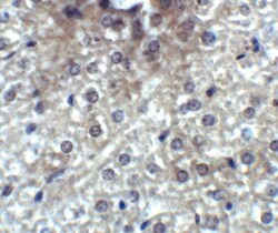 XBP1 Antibody - BSA Free, Novus Biologicals 0.025 mg | Buy Online | Novus Biologicals | Fisher Scientific