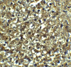 XBP1 Antibody - BSA Free, Novus Biologicals 0.025 mg | Buy Online | Novus Biologicals | Fisher Scientific