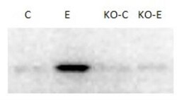 XBP1 Antibody - BSA Free, Novus Biologicals 0.025 mg, Unconjugated:Antibodies,