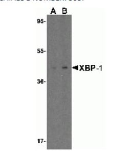 XBP1 Antibody - BSA Free, Novus Biologicals 0.025 mg | Buy Online | Novus Biologicals | Fisher Scientific