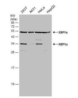 XBP1 Antibody, Novus Biologicals 0.1mL; Unlabeled:Antibodies, Polyclonal