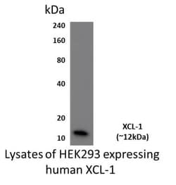 XCL1/Lymphotactin Antibody (MM0604-4G24) - Azide and BSA Free, Novus Biologicals:Antibodies:Primary