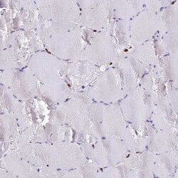 XE7 Antibody, Novus Biologicals:Antibodies:Primary Antibodies