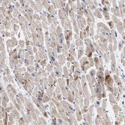 XIRP1 Antibody, Novus Biologicals:Antibodies:Primary Antibodies