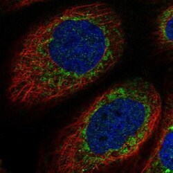 XKR9 Antibody, Novus Biologicals:Antibodies:Primary Antibodies
