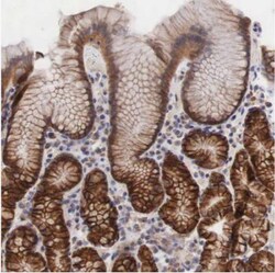 XPNPEP3 Antibody, Novus Biologicals:Antibodies:Primary Antibodies