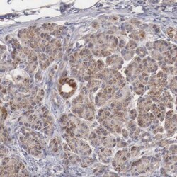 XPNPEP3 Antibody, Novus Biologicals:Antibodies:Primary Antibodies
