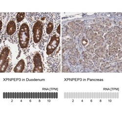 XPNPEP3 Antibody, Novus Biologicals:Antibodies:Primary Antibodies