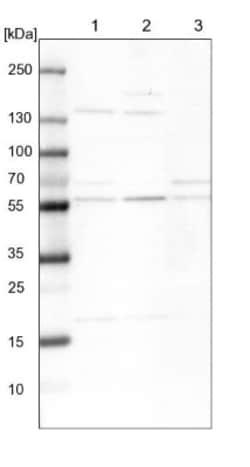 XPNPEP3 Antibody, Novus Biologicals:Antibodies:Primary Antibodies