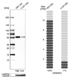 XPNPEP3 Antibody, Novus Biologicals:Antibodies:Primary Antibodies