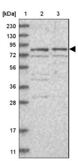 XPV/DNA polymerase eta Antibody, Novus Biologicals 0.1 mL | Buy Online | Novus Biologicals | Fisher Scientific