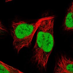 YAF2 Antibody, Novus Biologicals:Antibodies:Primary Antibodies