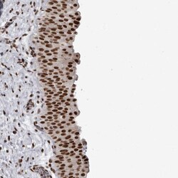 YAF2 Antibody, Novus Biologicals:Antibodies:Primary Antibodies