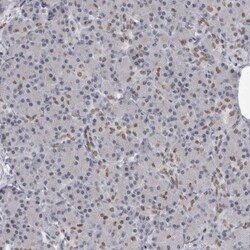 YAF2 Antibody, Novus Biologicals:Antibodies:Primary Antibodies