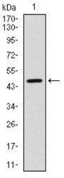 YAP1 Antibody (1A12) - BSA Free, Novus Biologicals:Antibodies:Primary Antibodies