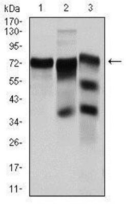 YAP1 Antibody (1A12) - BSA Free, Novus Biologicals:Antibodies:Primary Antibodies