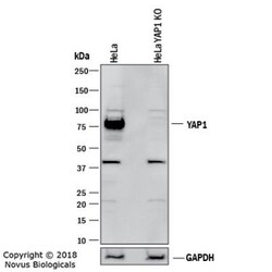 YAP1 Antibody - BSA Free, Novus Biologicals 0.1mL; Unlabeled:Antibodies,