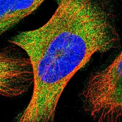 YARS Antibody, Novus Biologicals 0.1mL; Unlabeled:Antibodies, Polyclonal