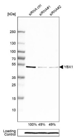 YB1 Antibody, Novus Biologicals 0.1mL; Unlabeled:Antibodies, Polyclonal