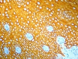 Novus Biologicals™ YELLOW HRP Staining Kit (Colorimetric)