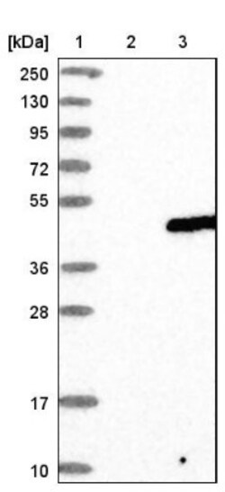 YIPF3 Antibody, Novus Biologicals 0.1mL; Unlabeled:Antibodies, Polyclonal