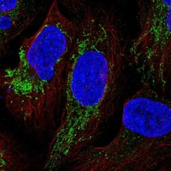 YJEFN3 Antibody, Novus Biologicals 0.1mL; Unlabeled:Antibodies, Polyclonal