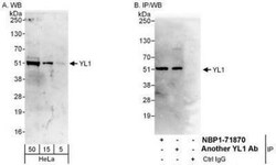 YL1 Antibody, Novus Biologicals 0.1mg; Unlabeled:Antibodies, Polyclonal