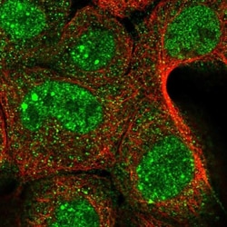 YOD1 Antibody, Novus Biologicals:Antibodies:Primary Antibodies