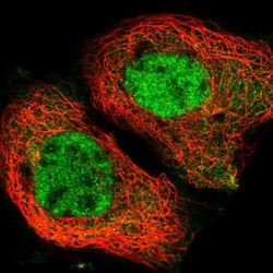 YTHDC1 Antibody, Novus Biologicals:Antibodies:Primary Antibodies