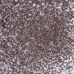 YY1 Antibody, Novus Biologicals 0.1mL; Unlabeled:Antibodies, Polyclonal