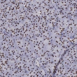 YY1 Antibody, Novus Biologicals 0.1mL; Unlabeled:Antibodies, Polyclonal