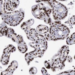 YY1 Antibody, Novus Biologicals 0.1mL; Unlabeled:Antibodies, Polyclonal