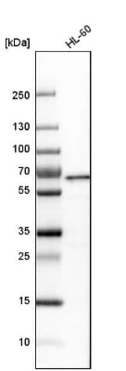 YY1 Antibody, Novus Biologicals 0.1mL; Unlabeled:Antibodies, Polyclonal