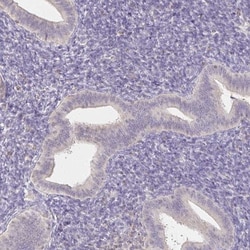 ZAG Antibody, Novus Biologicals 25 &mu;L; Unlabeled:Antibodies, Polyclonal