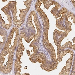 ZAG Antibody, Novus Biologicals 25 &mu;L; Unlabeled:Antibodies, Polyclonal