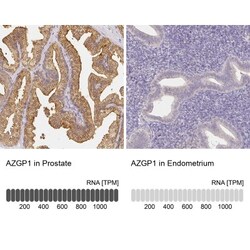 ZAG Antibody, Novus Biologicals 25 &mu;L; Unlabeled:Antibodies, Polyclonal