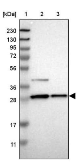 ZAG Antibody, Novus Biologicals 25 &mu;L; Unlabeled:Antibodies, Polyclonal