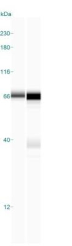 ZAP70 Antibody (2F3.2), Novus Biologicals 0.2mg; Unlabeled:Antibodies,