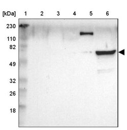 ASB6 Antibody, Novus Biologicals:Antibodies:Primary Antibodies