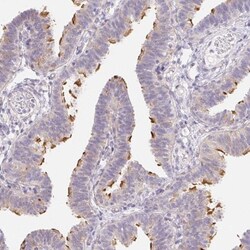 ZBBX Antibody, Novus Biologicals 0.1mL; Unlabeled:Antibodies, Polyclonal