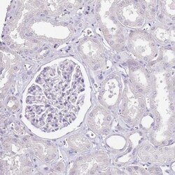 ZBP1/DLM-1/DAI Antibody, Novus Biologicals 0.1mL; Unlabeled:Antibodies,