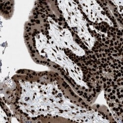 ZBTB10 Antibody, Novus Biologicals 25 &mu;L | Buy Online | Novus Biologicals | Fisher Scientific