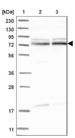 ZBTB2 Antibody, Novus Biologicals 0.1mL; Unlabeled:Antibodies, Polyclonal