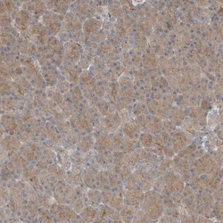 ZBTB3 Antibody, Novus Biologicals 25 &mu;L; Unlabeled:Antibodies, Polyclonal