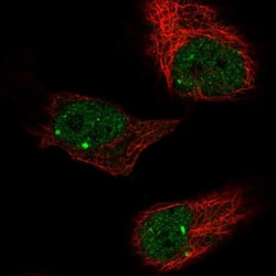 ZBTB5 Antibody, Novus Biologicals:Antibodies:Primary Antibodies