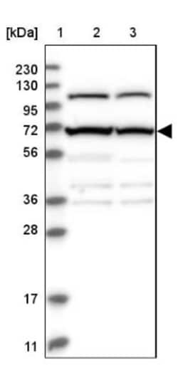 ZBTB5 Antibody, Novus Biologicals:Antibodies:Primary Antibodies